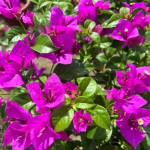 Purple Bougainvillea Flower Plants - Live Elizabeth Angus Bougainvilleas - 4-6 Inches - Pack of 2