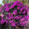 Purple Bougainvillea Flowering Plant - 2 Starter Trees - Outdoor Garden