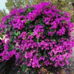 Purple Bougainvillea Flowering Plant - 2 Starter Trees - Outdoor Garden