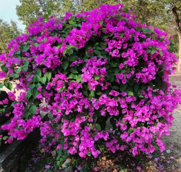 Purple Bougainvillea Flowering Plant - 2 Starter Trees - Outdoor Garden