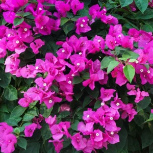 Purple Bougainvillea Plants Set - 4 Starter Trees Live Outdoor Garden