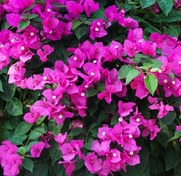 Purple Bougainvillea Plants Set - 4 Starter Trees Live Outdoor Garden