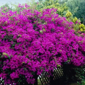 Purple Bougainvillea Plants Set - 4 Starter Trees Live Outdoor Garden