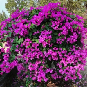 Purple Bougainvillea Plants Set - 4 Starter Trees Live Outdoor Garden