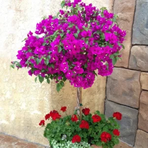 Purple Bougainvillea Plants Set - 4 Starter Trees Live Outdoor Garden