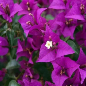 Purple Bougainvillea Plants Set - 4 Starter Trees Live Outdoor Garden