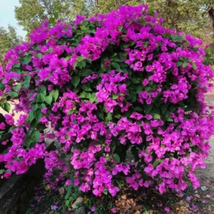 Purple Bougainvillea Plants Set - 4 Starter Trees Live Outdoor Garden