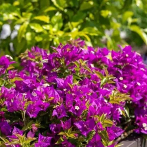 Purple Bougainvillea Plants Set - 4 Starter Trees Live Outdoor Garden