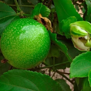 Purple Passion Fruit Vine Plant - Grow Your Own Delicious Fruit