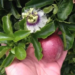 Purple Passion Fruit Vine Plant - Grow Your Own Delicious Fruit