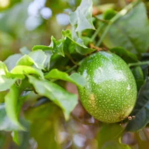 Purple Passion Fruit Vine Plant - Grow Your Own Delicious Fruit