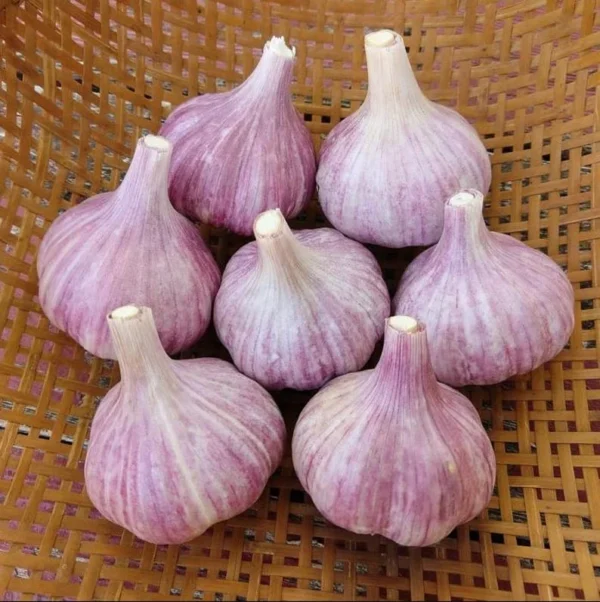 Purple Stripe Italian Garlic Bulbs for Planting Hardneck Garlic Tubers - 4 Pack