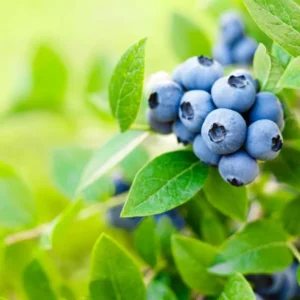 Blueberry Bush Live Plant - Mini Size - Sweet Blueberries Fruit Seedlings