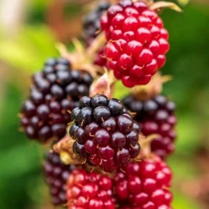 Boysenberry Plants Live - 2 Seedlings - Trailing Vine Fruit Plants