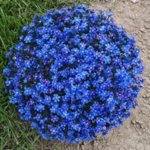 Blue Creeping Thyme Seeds - Ground Cover - 100 Seeds - Blue Flowering