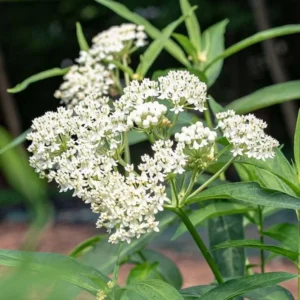 White Milkweed Plants Live, Pack of 2, Outdoor Plants for Monarchs