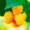 Raspberry Plants Live Pack - 2 Well-Rooted Raspberry Bushes for Fruit Production