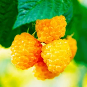 Raspberry Plants Live Pack - 2 Well-Rooted Raspberry Bushes for Fruit Production