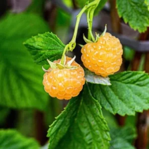 Raspberry Plants Live Pack - 2 Well-Rooted Raspberry Bushes for Fruit Production