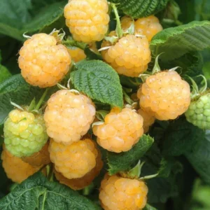 Raspberry Plants Live Pack - 2 Well-Rooted Raspberry Bushes for Fruit Production