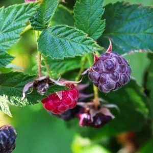 Raspberry Plants Live - Set of 4 Thornless Raspberry Seedlings for Home Gardens