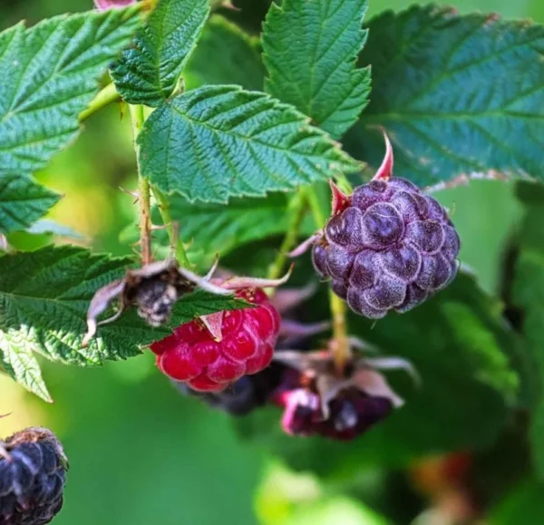 Raspberry Plants Live - Set of 4 Thornless Raspberry Seedlings for Home Gardens