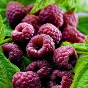 Raspberry Plants Live - Set of 4 Thornless Raspberry Seedlings for Home Gardens