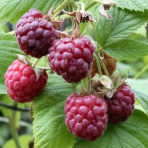 Raspberry Plants Live - Set of 4 Thornless Raspberry Seedlings for Home Gardens
