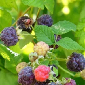 Raspberry Plants Live - Set of 4 Thornless Raspberry Seedlings for Home Gardens