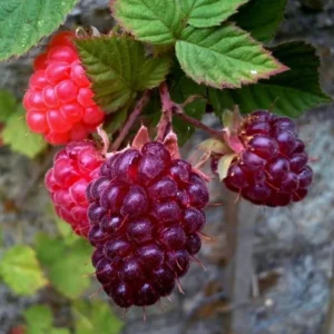 Raspberry Plants Live - Set of 4 Thornless Raspberry Seedlings for Home Gardens