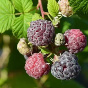 Raspberry Plants Live - Set of 4 Thornless Raspberry Seedlings for Home Gardens