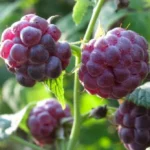 Raspberry Plants - Pack of 2 Live Seedlings - Ready to Plant Fruit Trees