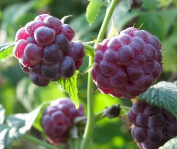 Raspberry Plants - Pack of 2 Live Seedlings - Ready to Plant Fruit Trees