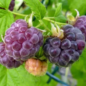 Raspberry Plants - Pack of 2 Live Seedlings - Ready to Plant Fruit Trees