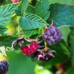 Raspberry Plants - Pack of 2 Live Seedlings - Ready to Plant Fruit Trees