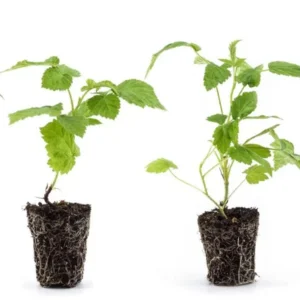 Raspberry Plants - Pack of 2 Live Seedlings - Ready to Plant Fruit Trees