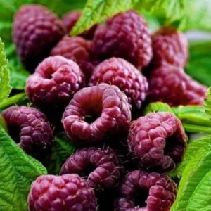 Raspberry Plants - Pack of 2 Live Seedlings - Ready to Plant Fruit Trees