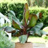 Red Banana Tree Live Plant 4-8" Tall - Tropical Fruit Seedling
