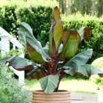 Red Banana Tree Live Plant 4-8" Tall - Tropical Fruit Seedling