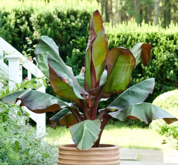 Red Banana Tree Live Plant 4-8" Tall - Tropical Fruit Seedling