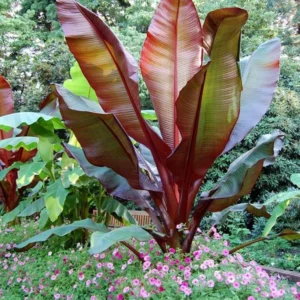 Red Banana Tree Live Plant 4-8