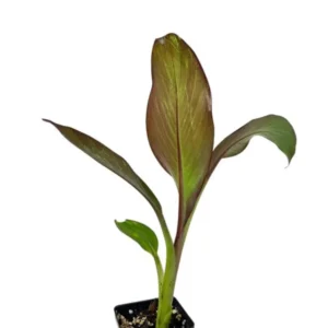 Red Banana Tree Live Plant 4-8