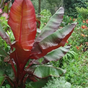 Red Banana Tree Live Plant 4-8