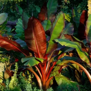 Red Banana Tree Live Plant 4-8