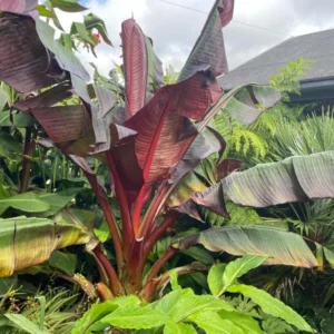 Red Banana Tree Live Plant 4-8
