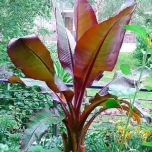 Red Banana Tree Live Plant 4-8