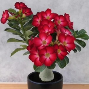 Red Desert Rose Plant Live - Small 4 Inch Flowering Tree Outdoor