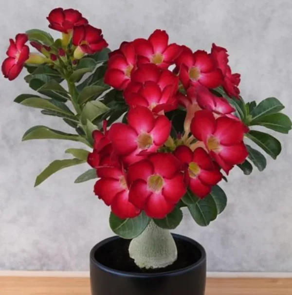 Red Desert Rose Plant Live - Small 4 Inch Flowering Tree Outdoor