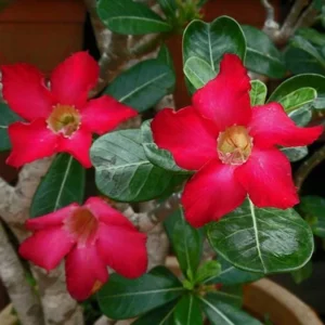 Red Desert Rose Plant Live - Small 4 Inch Flowering Tree Outdoor