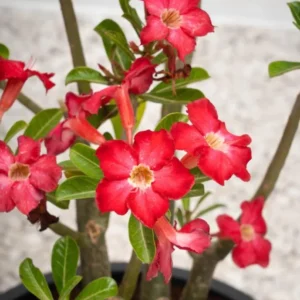 Red Desert Rose Plant Live - Small 4 Inch Flowering Tree Outdoor